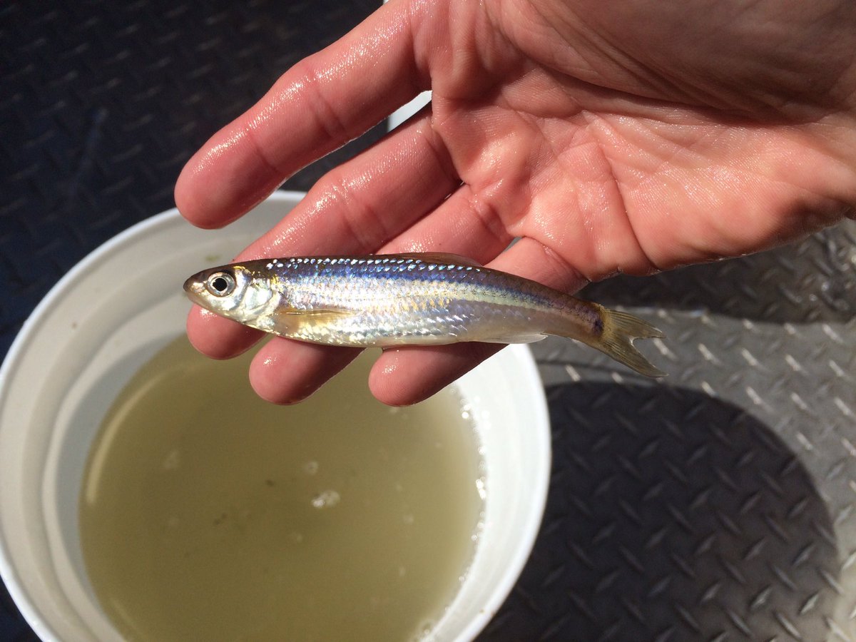 touhueyang's tweet photo. Finally! Fieldwork :)! #usfws#biologicalsciencetechnician https://t.co/1P3kdK4X8Q