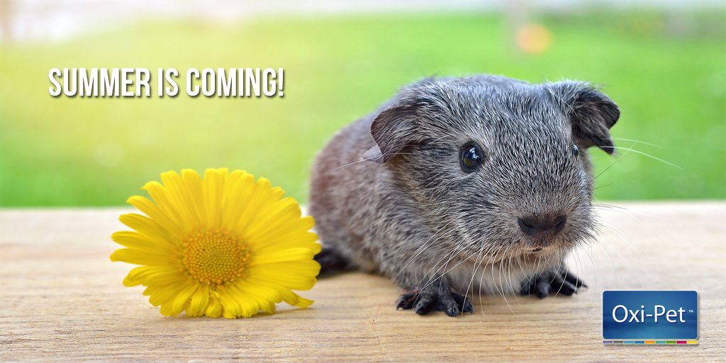 Oxi_Pet's tweet photo. Are you ready? ☺ #summeriscoming https://t.co/gCa4SYYIm1