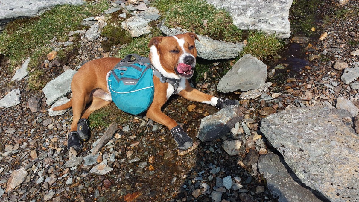 trafford19883's tweet photo. @aboveandbeyond9 have you seen this @adventuresolly is on Snowdon with @RuffWear_UK approach pack #adventuretested https://t.co/GxkDu4DkdW