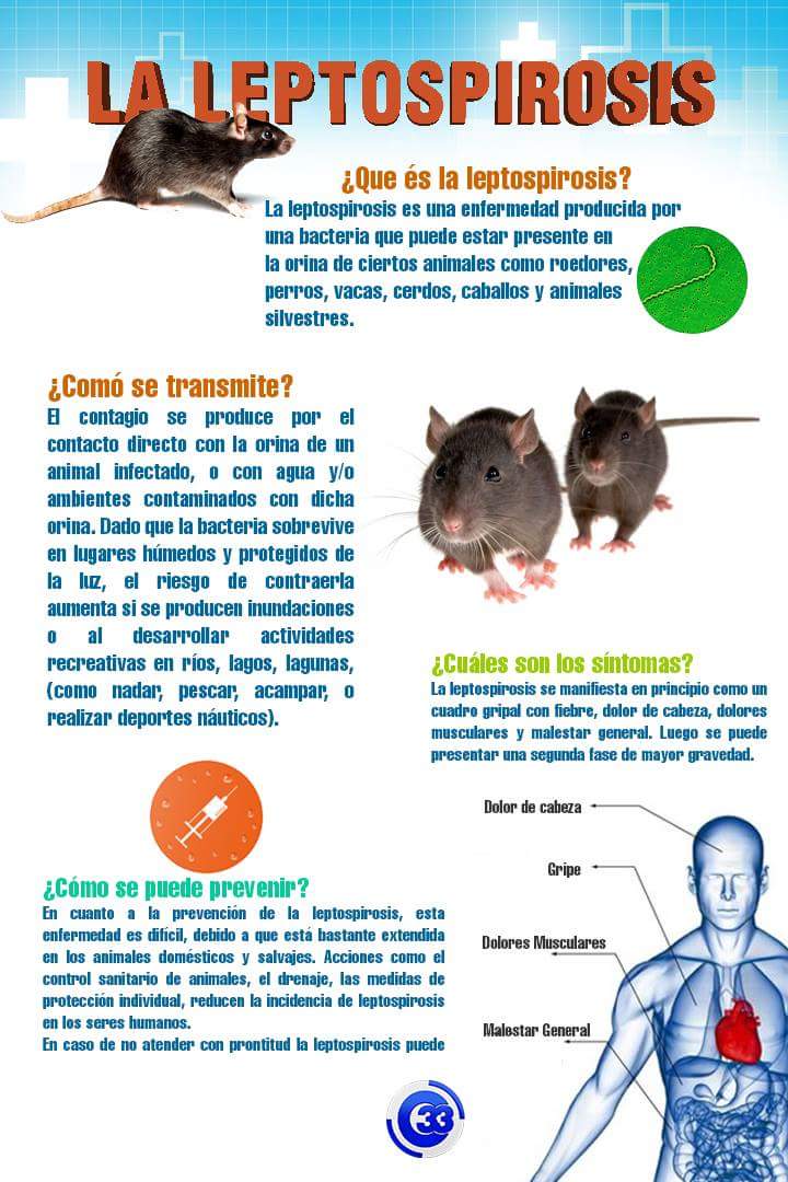 Canal 33 on Twitter &quot;¿Sabe usted que es la Leptospirosis y cómo se