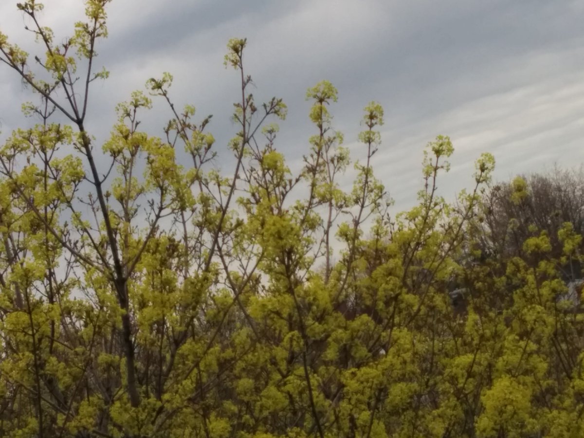 lavoie65's tweet photo. Les arbres de #quecbec reprenne vie @RebelHeart2015 @julieroot4 @Madonna @brazleonardo12 @XGlitterBearX @h5r5tig https://t.co/OResBPPtry