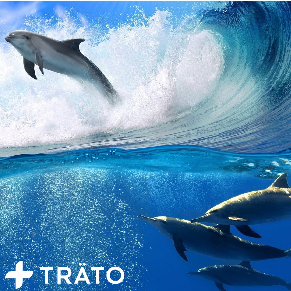trato's tweet photo. #ocean #oceanlife #education #educate #marinelife #quotes #movement #love #japan #dolphins #savethedolphins #surf https://t.co/KiySxFttOY