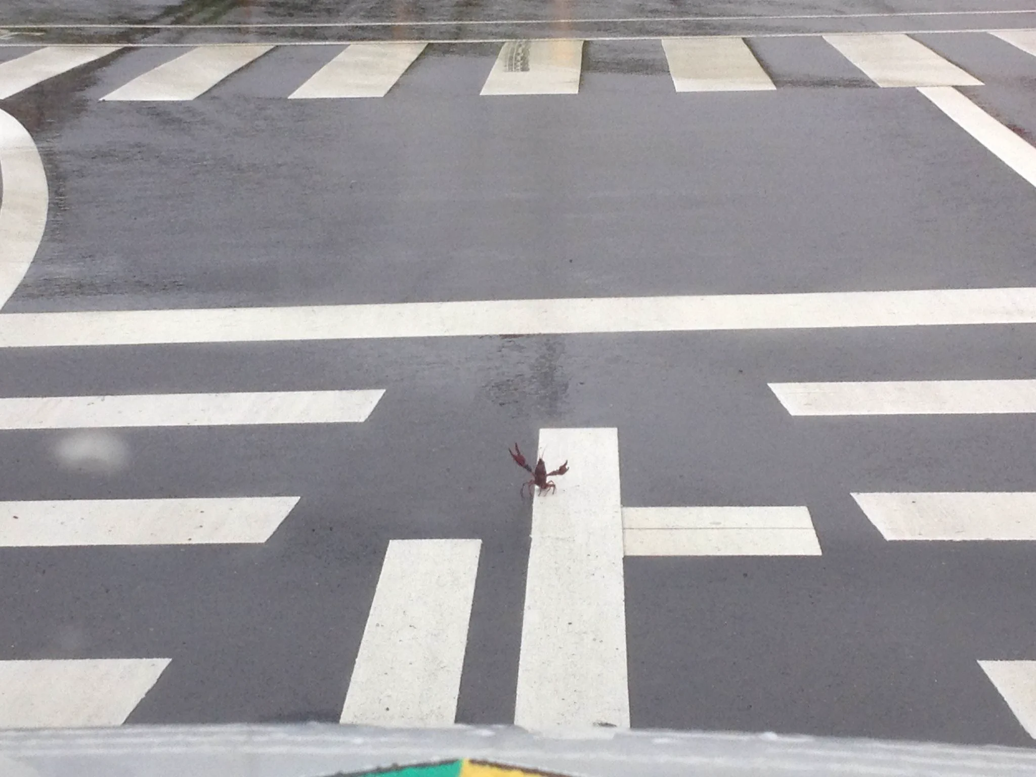 みんな気をつけろｗザリガニが道路に飛び出て来たんだ…ｗｗｗ