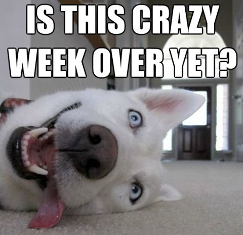 Woofspot's tweet photo. Hang on. It's almost the weekend. #sf #dog #pet https://t.co/gF3Ailkr3y