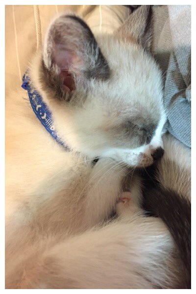 thedizziness's tweet photo. Caught in the act..... #snowshoecat #adopt #kittenlife #snowshoe #smolkitty #siamesekittenz #siamese https://t.co/RKnI5HAH4l