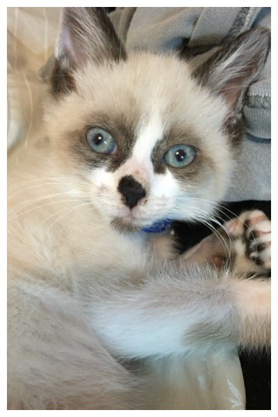 thedizziness's tweet photo. Caught in the act..... #snowshoecat #adopt #kittenlife #snowshoe #smolkitty #siamesekittenz #siamese https://t.co/RKnI5HAH4l