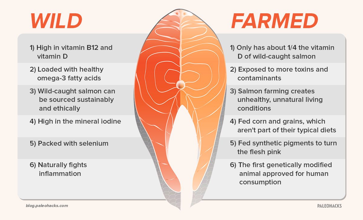 PaleoHacks (@paleohacks) on Twitter photo What you need to know about farm-raised vs. #wild-caught #salmon: paleo.co/wildvsfarmed #salmonrecipe <a href="/SPCSales/">Alaska Gold Seafood</a> What you need to know about farm-raised vs. #wild-caught #salmon: paleo.co/wildvsfarmed #salmonrecipe <a href="/SPCSales/">Alaska Gold Seafood</a>