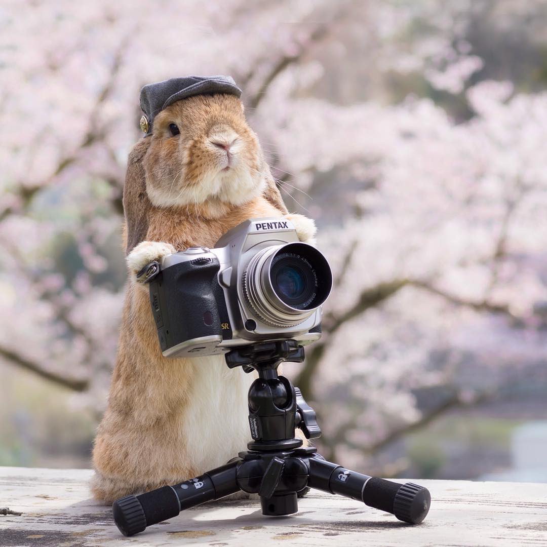 BreadAngry's tweet photo. 哼，都是渣渣。 https://t.co/ZgQQWmAmka