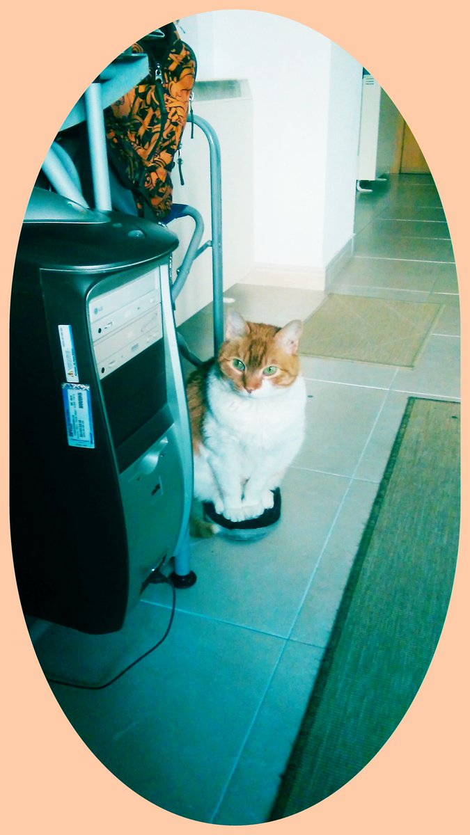 mikihoyos's tweet photo. Os presento a #Txulo,15 años y aunque parece bueno...#EsUnPieza https://t.co/PqJuBjRRpU