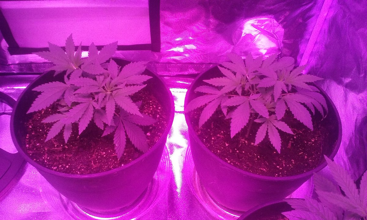 wildnugz's tweet photo. My unknown strains #cannabis #growyourown #massgrows #marijuana #marshydro https://t.co/efNj7GV4H6