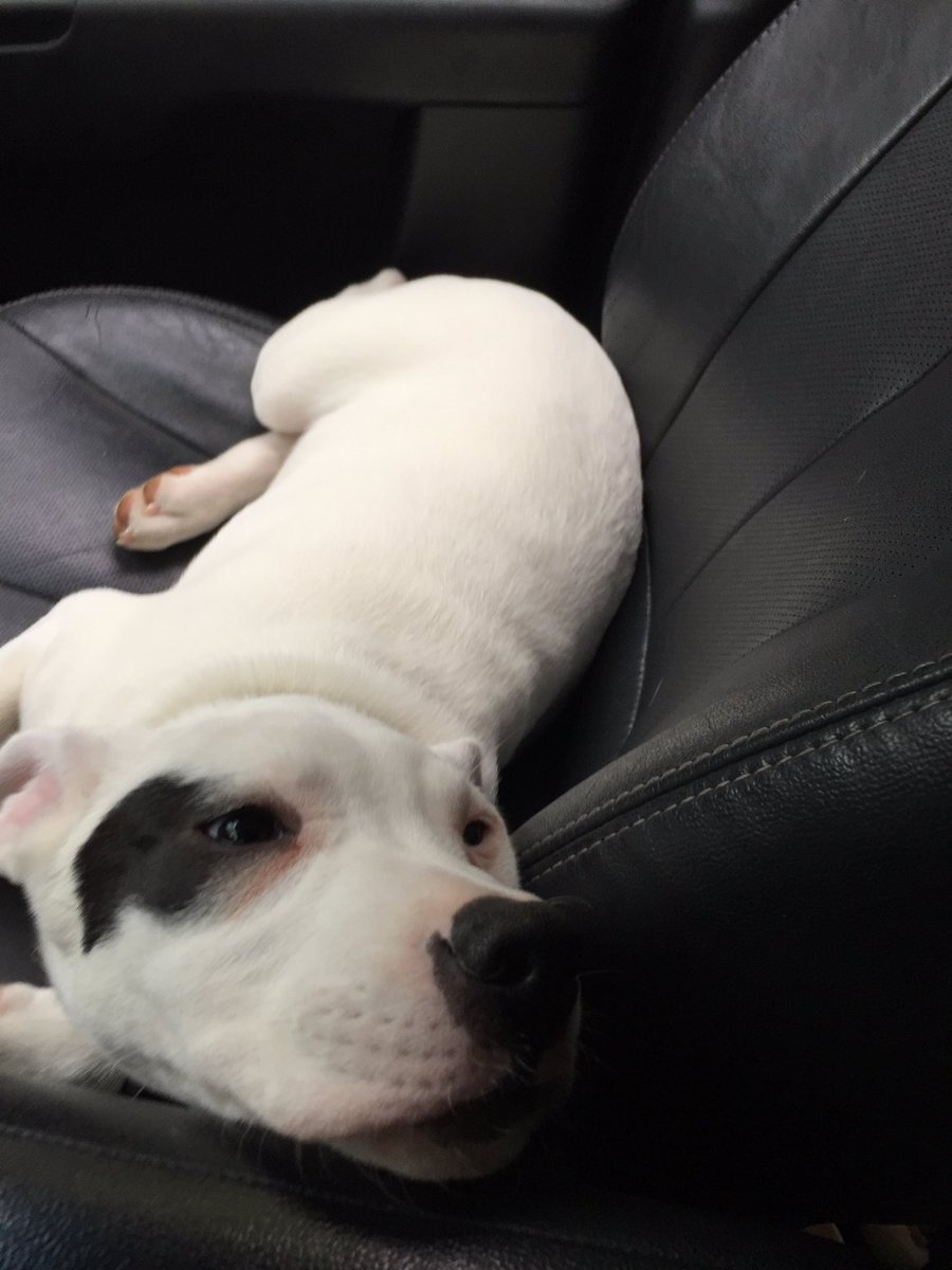 leanne137's tweet photo. You guys this is seriously my BESTIE🐶🐶❤️❤️ #Luna #PuppyLove #LunaPalooza #MySweetcheeks https://t.co/h6rmhENREj