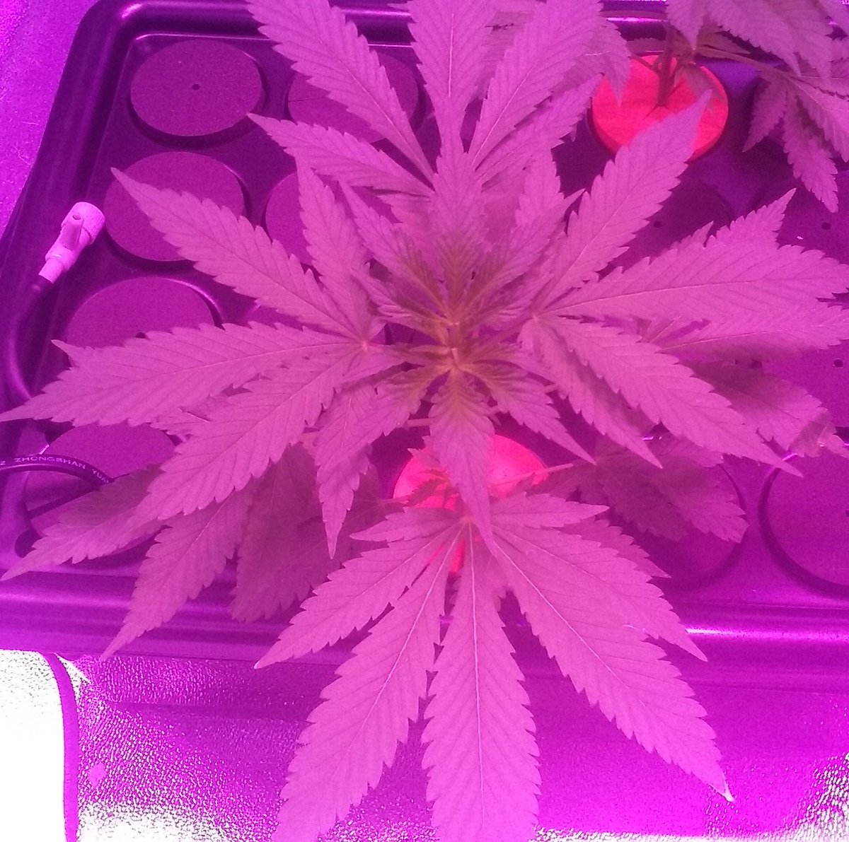 wildnugz's tweet photo. My strawberry kush clones in my oxy cloner #cannabis #growyourown #massgrows #marijuana #marshydro https://t.co/gxzDeDC66n