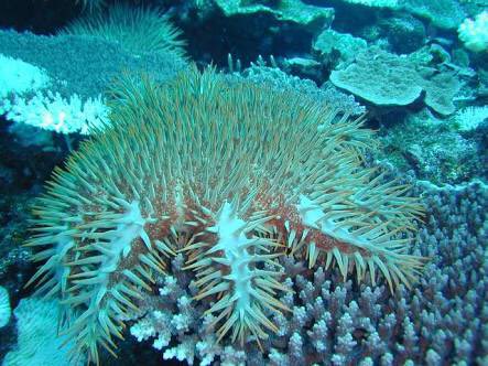 ボジョレー中西 على تويتر オニヒトデ 秘密にしておきたかった生き物 サンゴを食べて珊瑚礁をめちゃくちゃにする上に毒があって人が刺されて死んだ例もあるヒトデ だけど 全身トゲトゲがかっこいいと思うのは男の子の特権