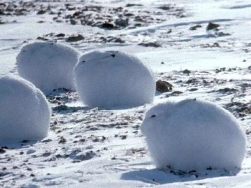 丸まっている姿にうっとり！かわいいホッキョクウサギ！