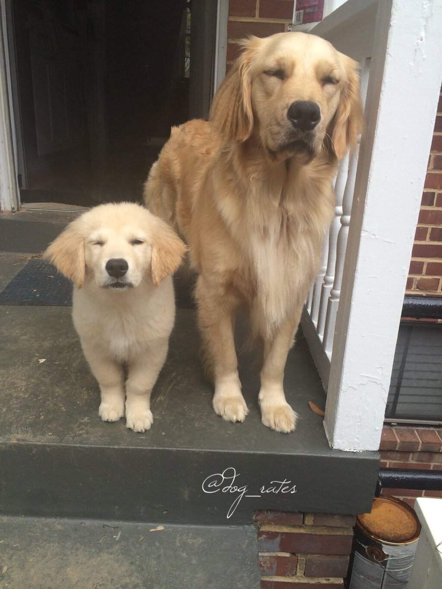dog_rates's tweet photo. Like father (doggo), like son (pupper). Both 12/10 https://t.co/pG2inLaOda