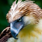 テライケメン!フィリピンワシの横顔がイケメン過ぎる!