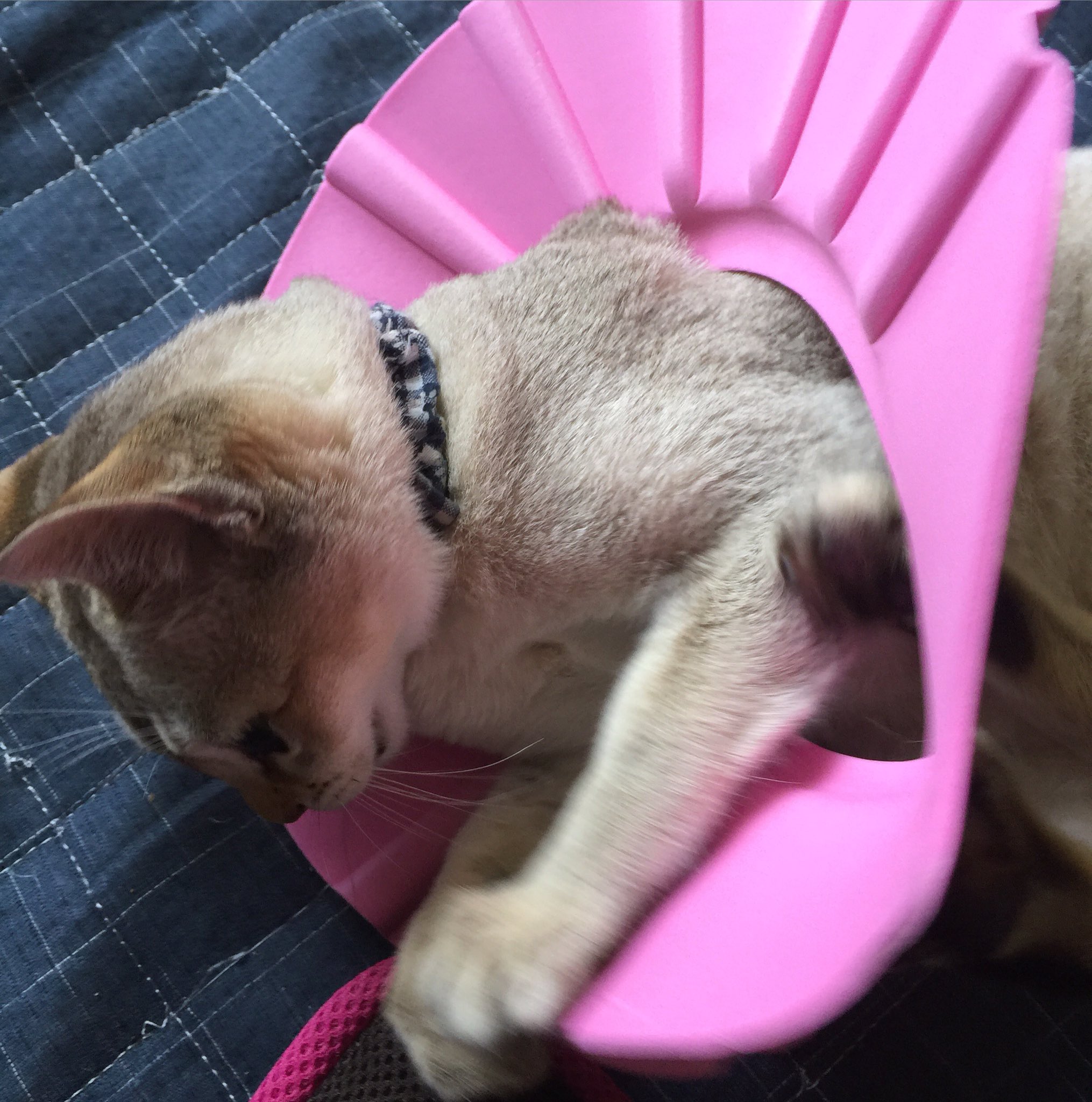 福助バァバ シャンプーハットをかぶせてみた 輪くぐりみたいになってしまった 何度もくぐって遊んでた シンガプーラ 猫 ネコ シャンプーハット 輪くぐり T Co Lrmthppyll Twitter