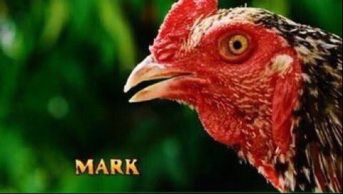 girlwithremote's tweet image. I would rather Mark the chicken have won the #survivorfinale than Michelle. Ugh. #goodbyemark @survivorcbs