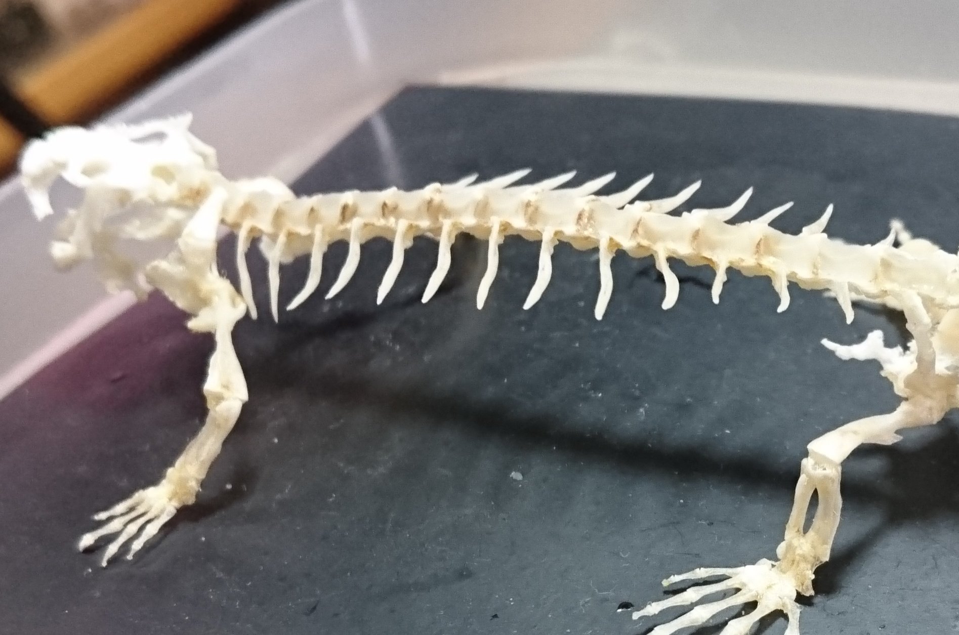 根津 貴博 Atelierf 引っ越しました イベリアトゲイモリのトゲ 秘密にしておきたかった生き物