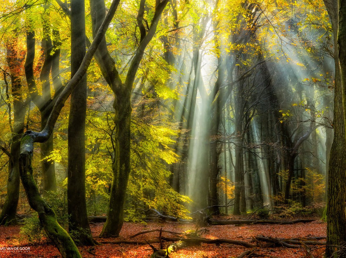 Twittblaster's tweet image. Love will find a way 
through paths where
wolves fear to prey.
~ Lord Byron 

#Twittblaster #PowerOfLove #WiseWolves