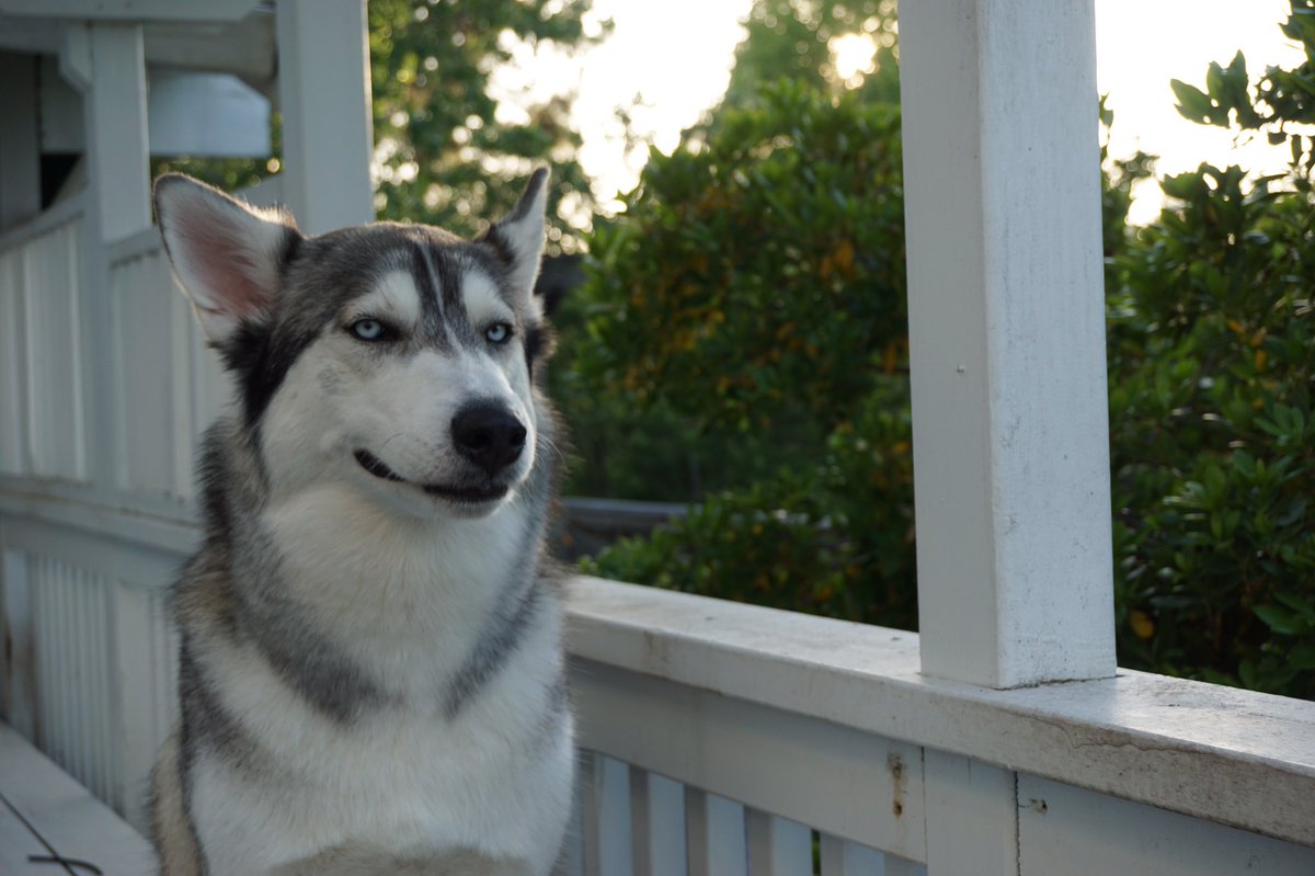 awpollo's tweet photo. #HuskyNation #alaskanmalamute #sunset #California #SmileMore #twitter #priorities #HeatingUp https://t.co/twQbAolXb2