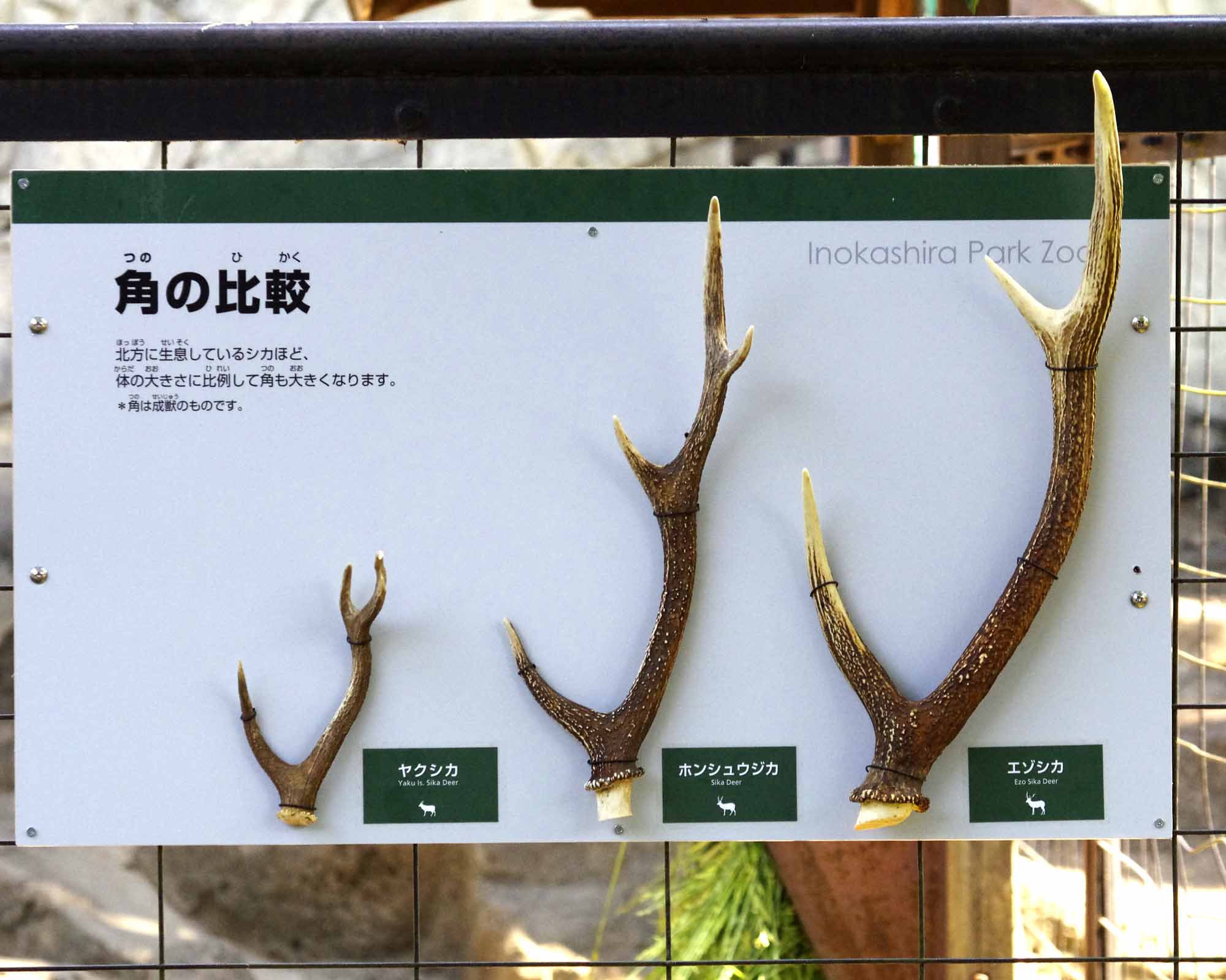ホンシュウジカ 鹿の角 2種類 Cervus_nippon_(male)