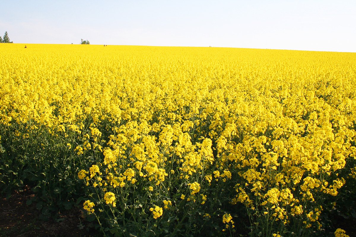 たきかわ菜の花まつり16の様子 Twitter