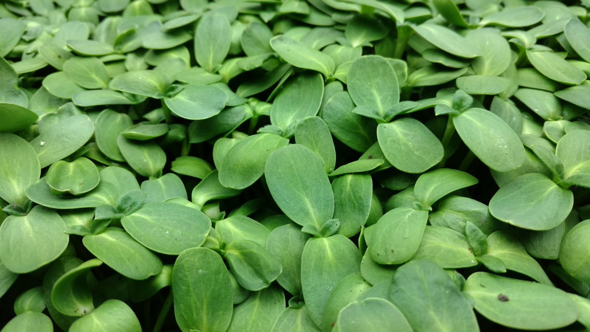 StrataFarms's tweet image. Big day tomorrow for us...making our first order to New Seasons.  Cedar Hills  Raleigh Hills, Slabtown, &amp;amp;Williams st