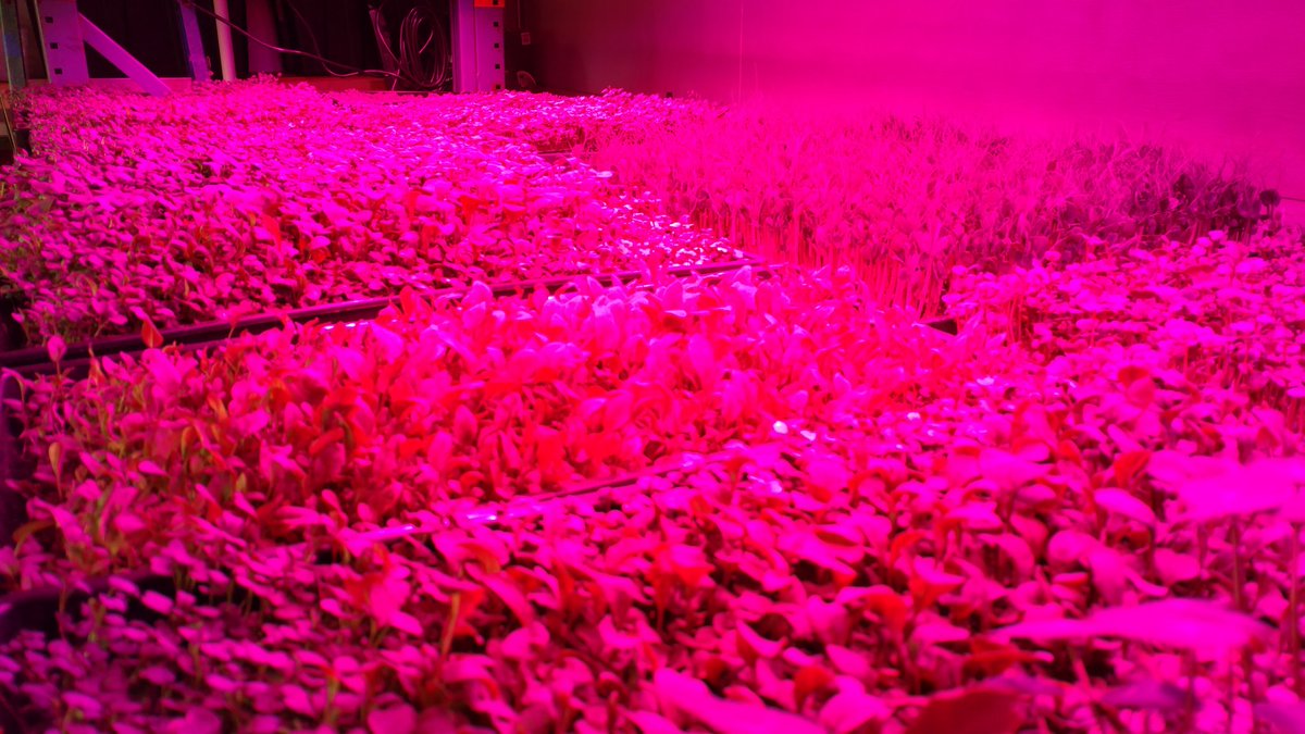 StrataFarms's tweet image. Big day tomorrow for us...making our first order to New Seasons.  Cedar Hills  Raleigh Hills, Slabtown, &amp;amp;Williams st