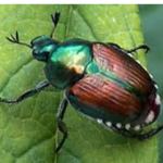 This week's local inspection report includes Japanese beetles and garden fleahoppers: jubileescape.com/uncategorized/…