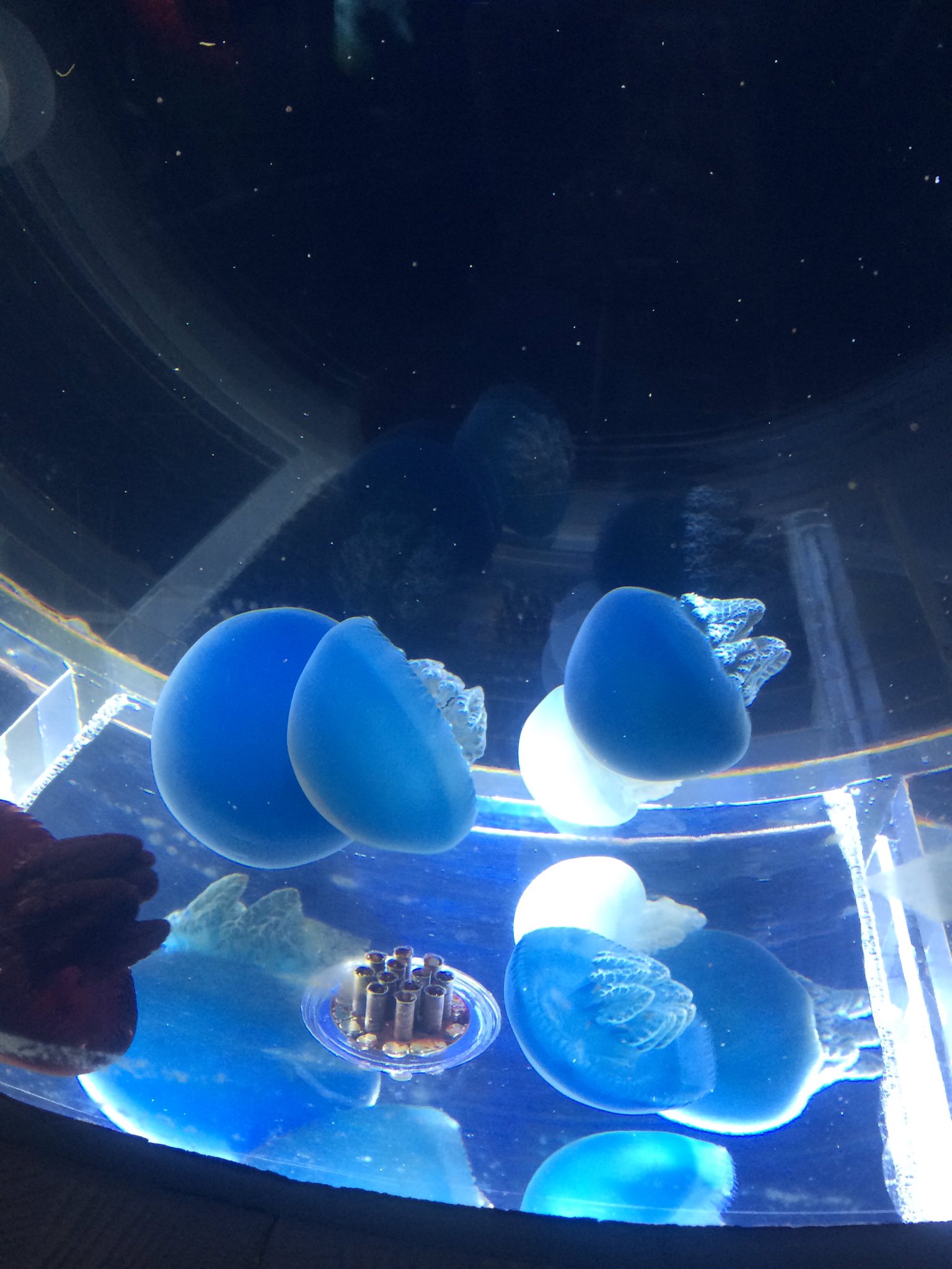 希一 ブルージェリーフィッシュ だいたいどの水族館いても居るイメージのあるクラゲさん ブルー と名前があるけど 青の他に白や茶色もいる でも全部同じブルージェリーフィッシュ ザ クラゲ感のあるクラゲさん 秘密にしておきたかった生き物