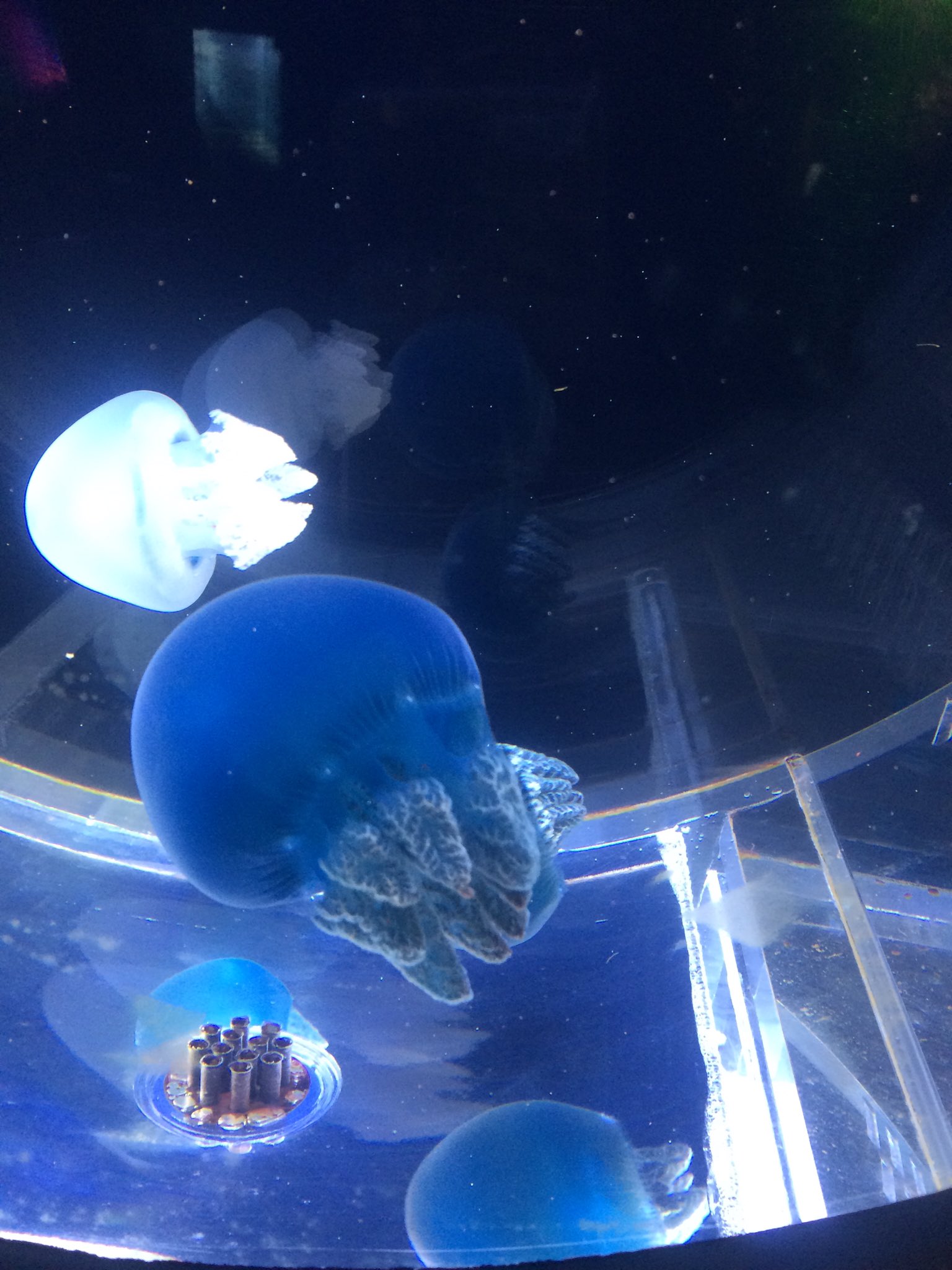 希一 Pa Twitter ブルージェリーフィッシュ だいたいどの水族館いても居るイメージのあるクラゲさん ブルー と名前があるけど 青の他に白や茶色もいる でも全部同じブルージェリーフィッシュ ザ クラゲ感のあるクラゲさん 秘密にしておきたかった生き物