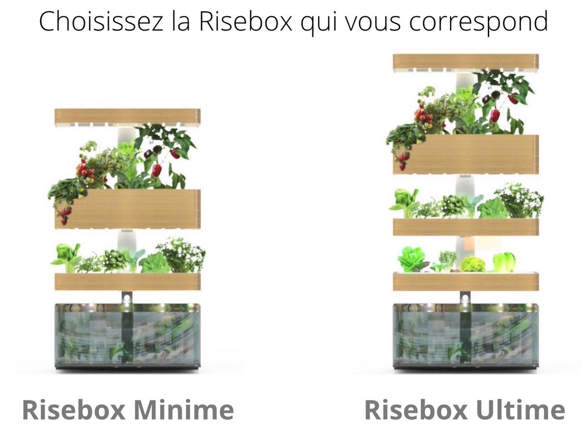 Risebox tweet media