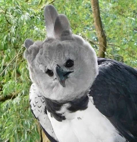 ギャップ萌えｗｗｗハーピィイーグルの正面顔と横顔が違うｗｗｗ