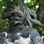 リアルツイッター 美しすぎる鳥 マウンテン ブルーバード が話題に 話題の画像プラス リアルツイッター 美しすぎる鳥 マウンテン ブルーバード が話題に 話題の画像プラス
