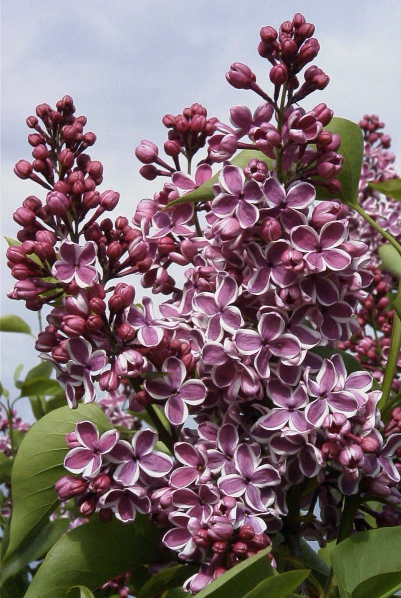 Pasākumi Ceriņu dārzā 2016.gada maijā: lvai.lv