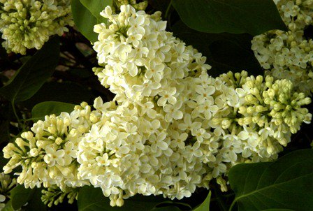 Dārzkopības institūta dārzā uzplaukuši ceriņi: lvai.lv