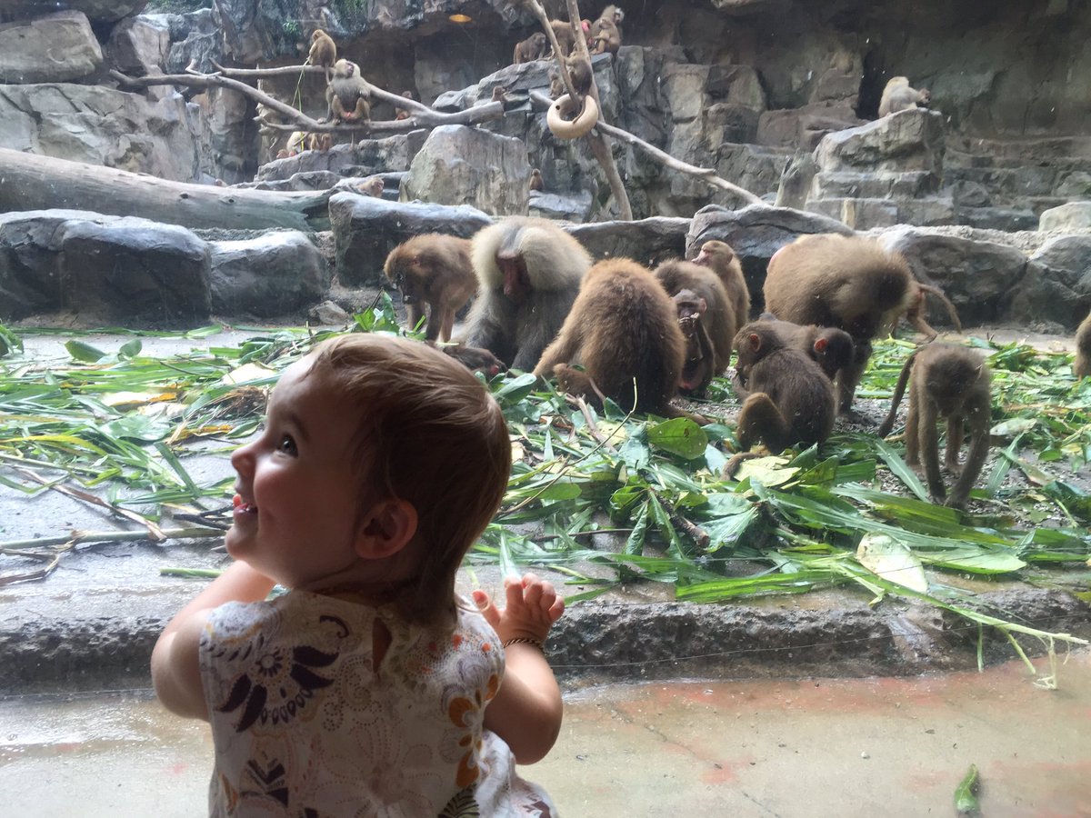 Monkey business at Singapore Zoo🙈