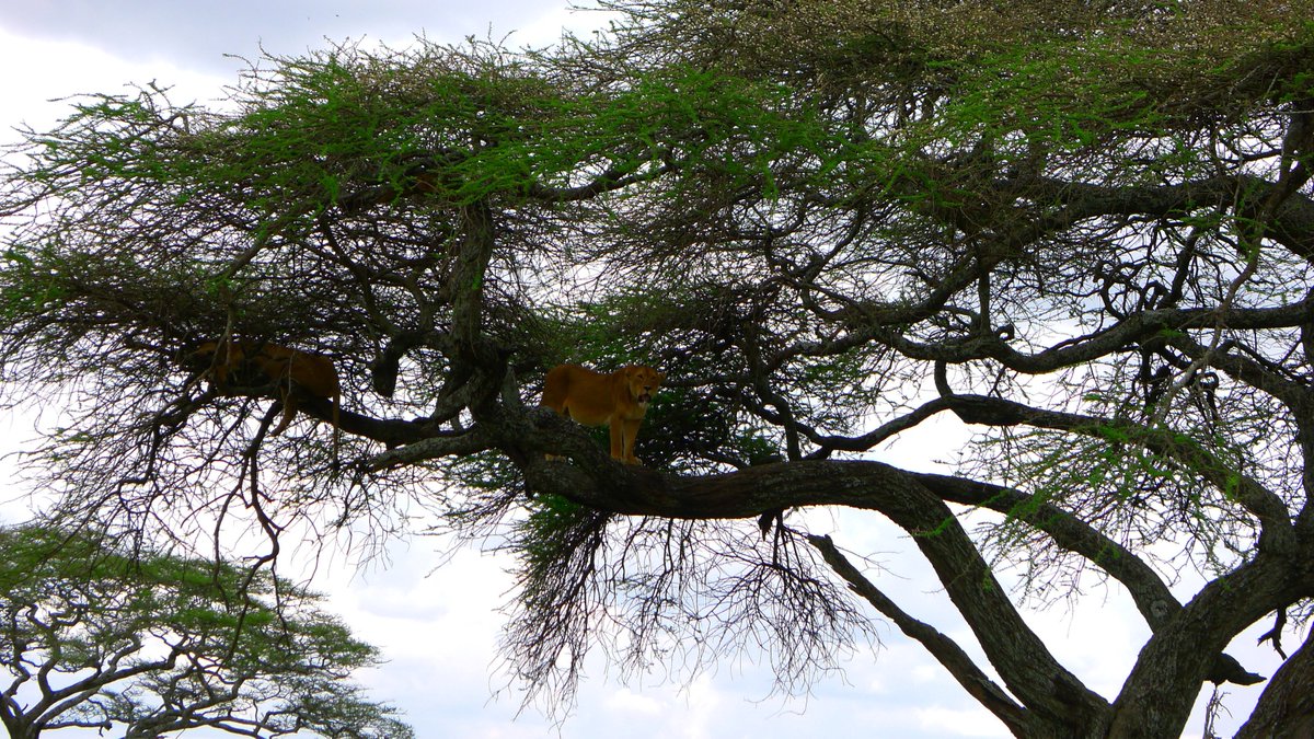 AcrossNature's tweet image. Travel with @AcrossNature and let nature surprises you!, acrossafricanature.com  #Adventure #travel  #travelblogger