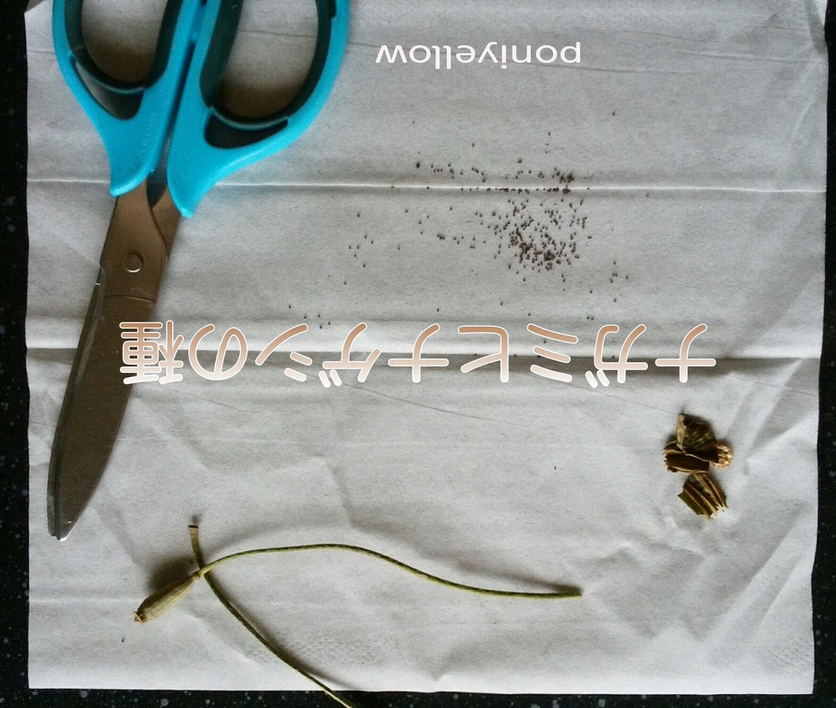 危険外来植物ナガミヒナゲシのちらし 可憐な花だけど駆除して 生態系を壊しているナガミヒナゲシ Togetter