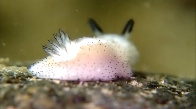 星黴 秘密にしておきたかった生き物 ゴマフビロードウミウシちゃん うさぎみたいでかわいい あとシロウサギウミウシもかわいいよ三番目のやつ T Co 1odjuvkwtu Twitter