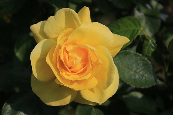 The Queen of flowers, the perfect plant for your garden. inthegarden.nl/plants/beautif… #gardening #rose