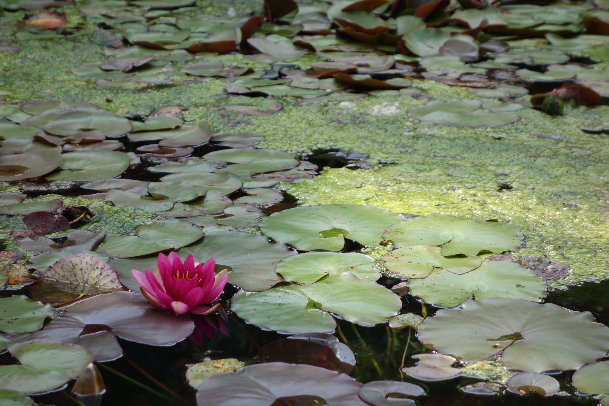 suizou on Twitter "須磨離宮公園 睡蓮や菖蒲もポツポツと咲いてきています。睡蓮やハスお目当の方は