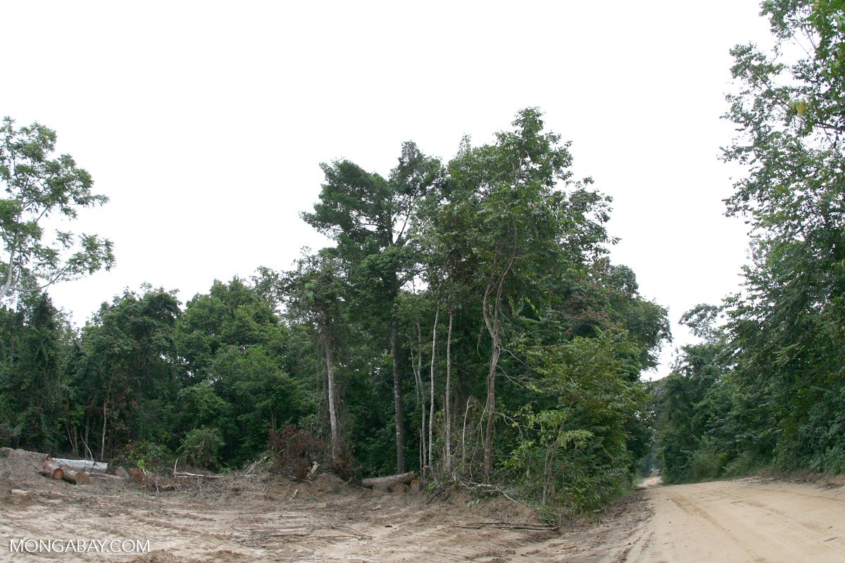 mongabay's tweet photo. Gabon moves to share forestry profits with local forest communities: https://t.co/3uGRFnhyq7 #rainforest #logging https://t.co/gJ2RpXNvOc