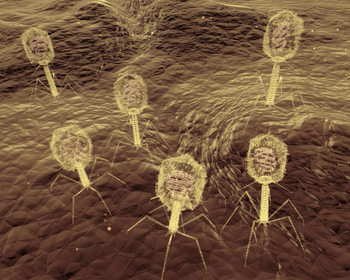 EPFL_en's tweet image. EPFL scientists discovered how viruses infect bacteria bit.ly/1rVFXFi #epflSV