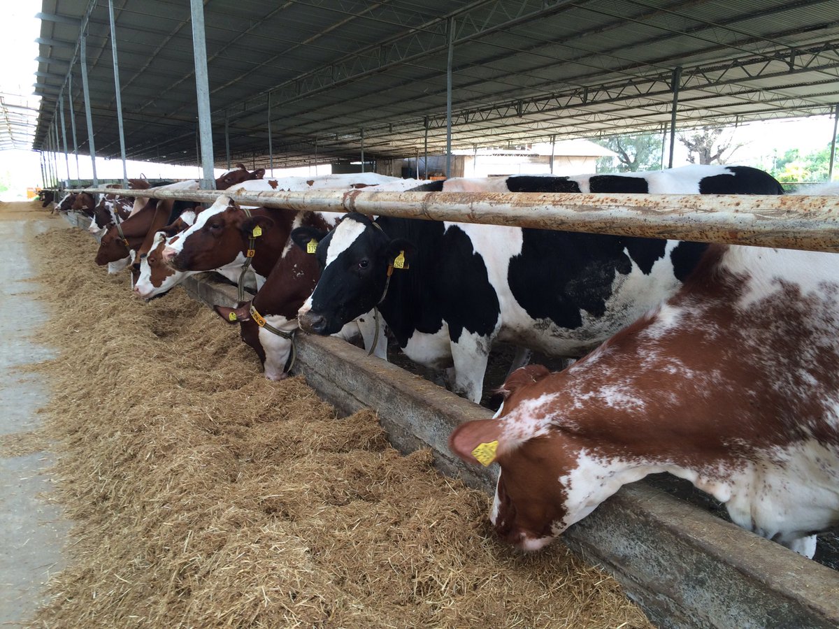 elinevdveen's tweet photo. #NLETH aid&trade mission visit Alfa farm, high quality dairy&beef producer, transferring knowledge to local farmers https://t.co/BV4T26hq9B
