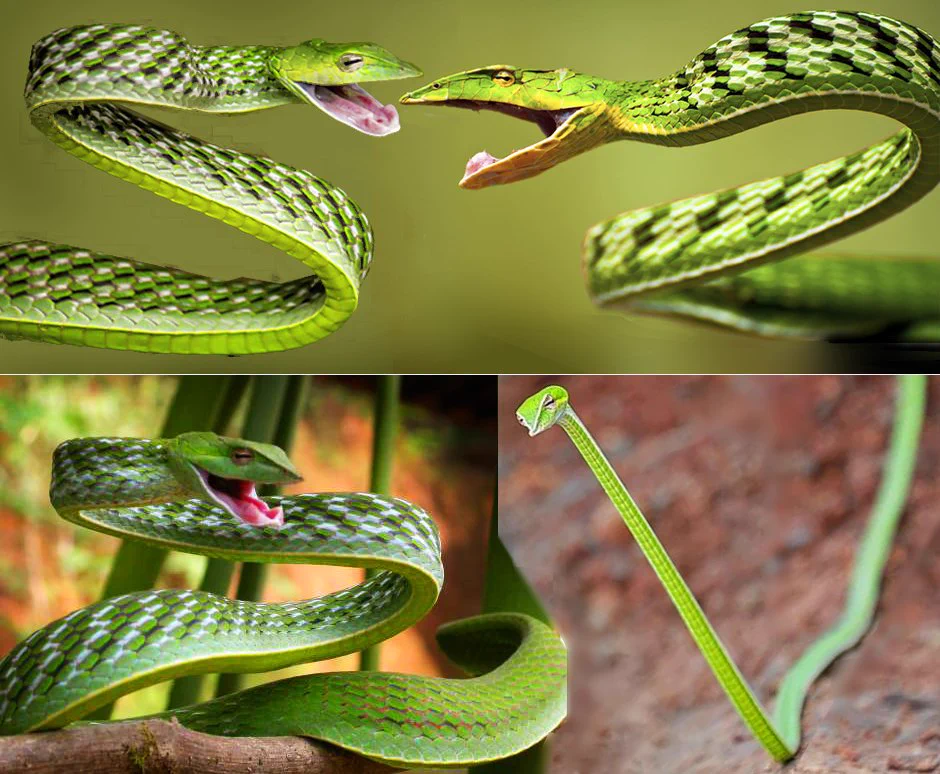 緑色の紐？まるで合成のようないい笑顔の細長～いムチヘビ！？