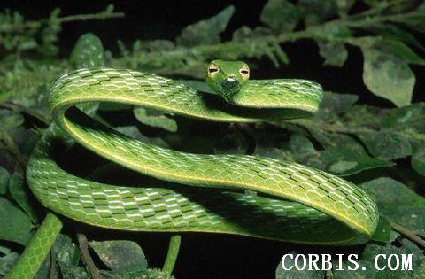 緑色の紐？まるで合成のようないい笑顔の細長～いムチヘビ！？