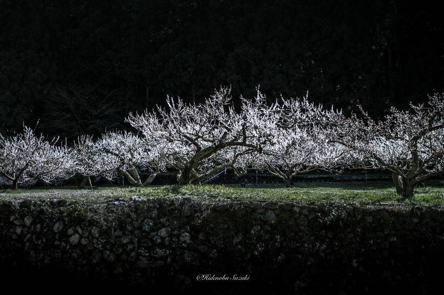 MustVisitPlace's tweet photo. #Beautiful Spring in #Japan #Photography https://t.co/oNqrDnzNNc