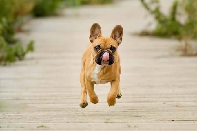 shade631's tweet photo. #framegamejump @FrameableFaces this is my friends dog from this past weekend at fire island. https://t.co/E4Bn29iL09